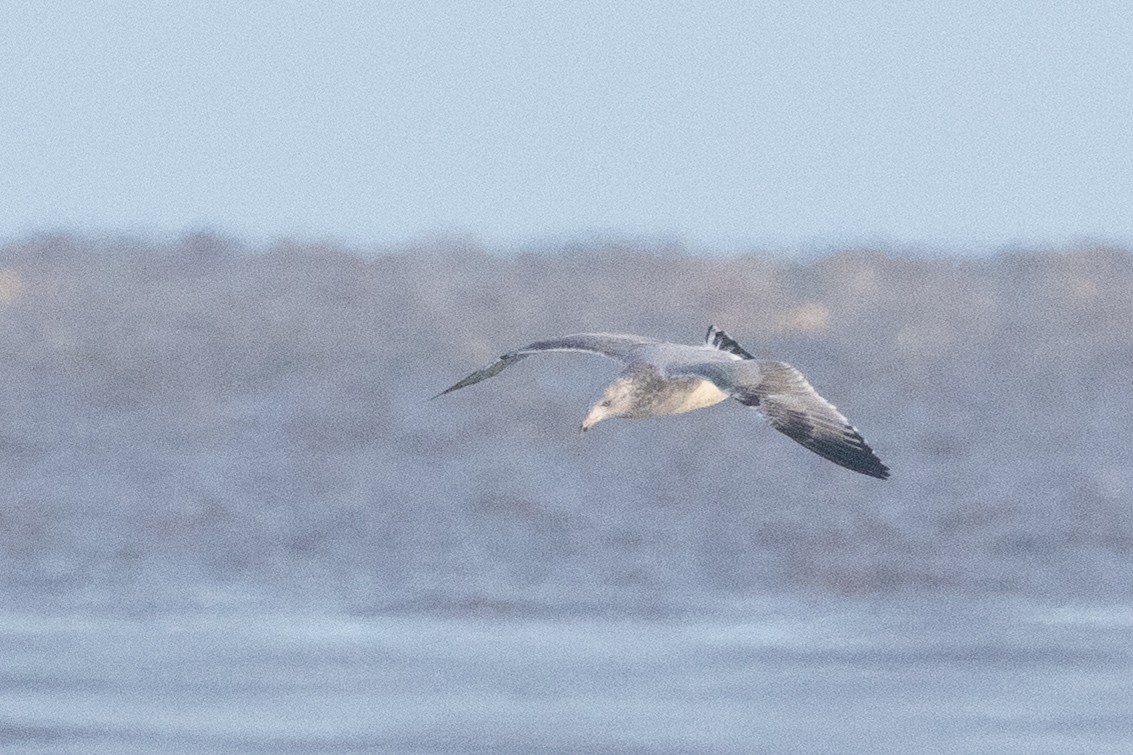 American Herring Gull - ML645686582