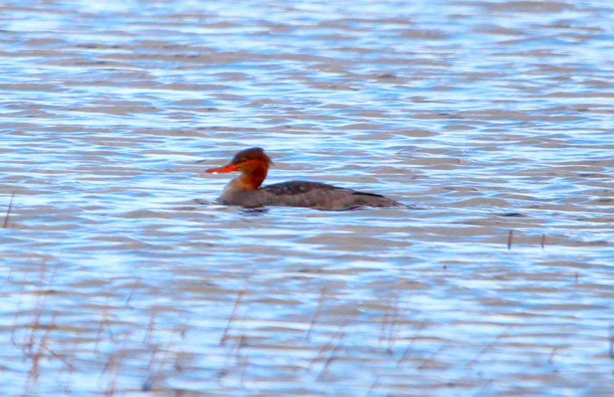 Red-breasted Merganser - ML645686585