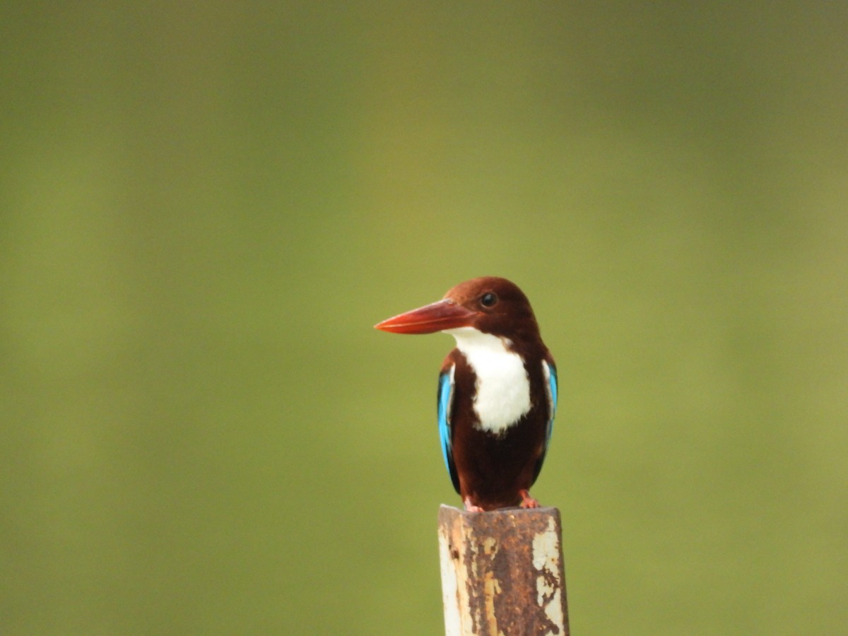 White-throated Kingfisher - ML645686608