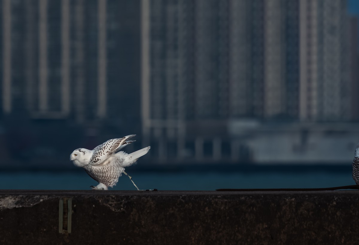 Harfang des neiges - ML645686611