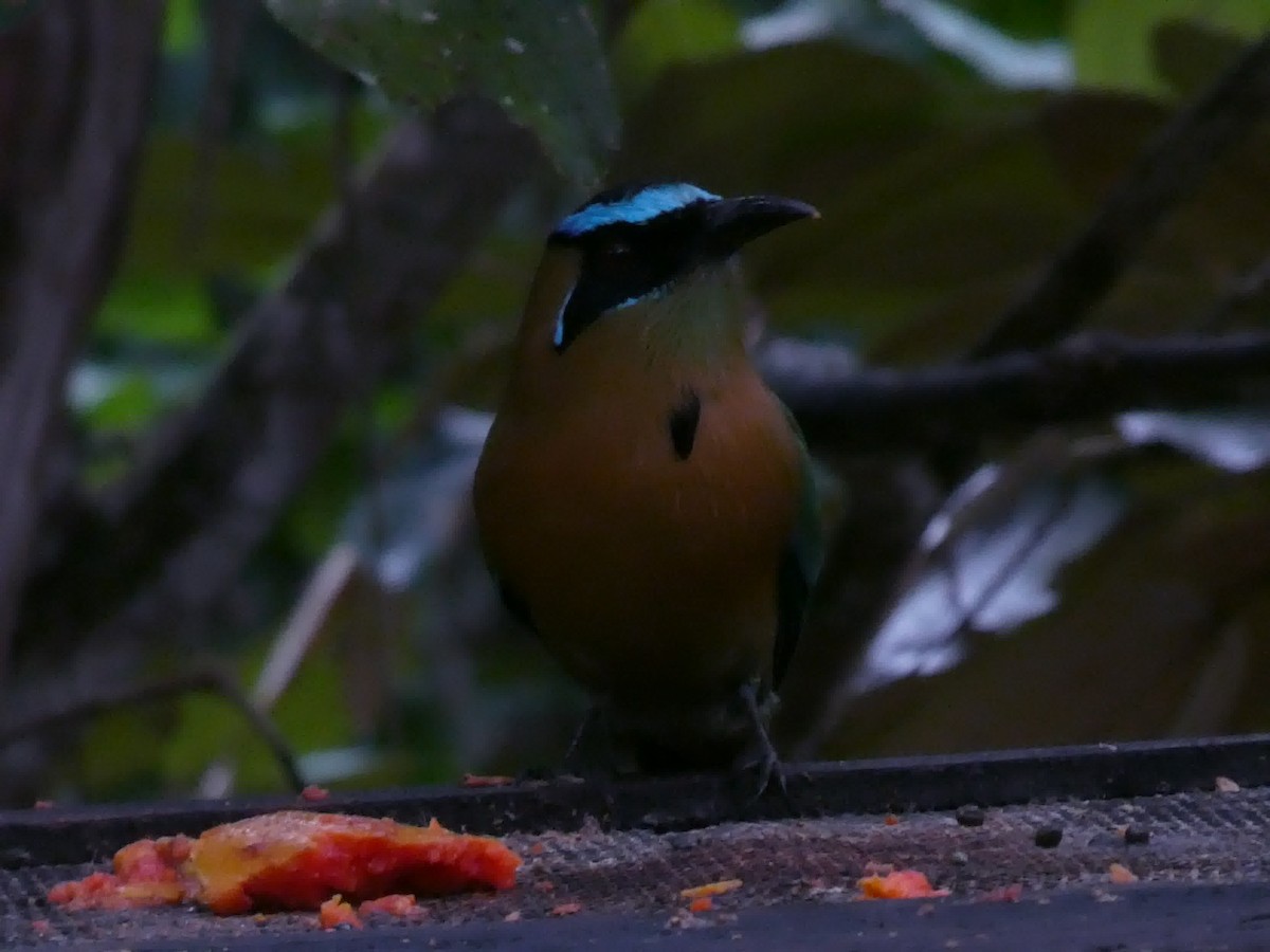 Lesson's Motmot - ML645686613