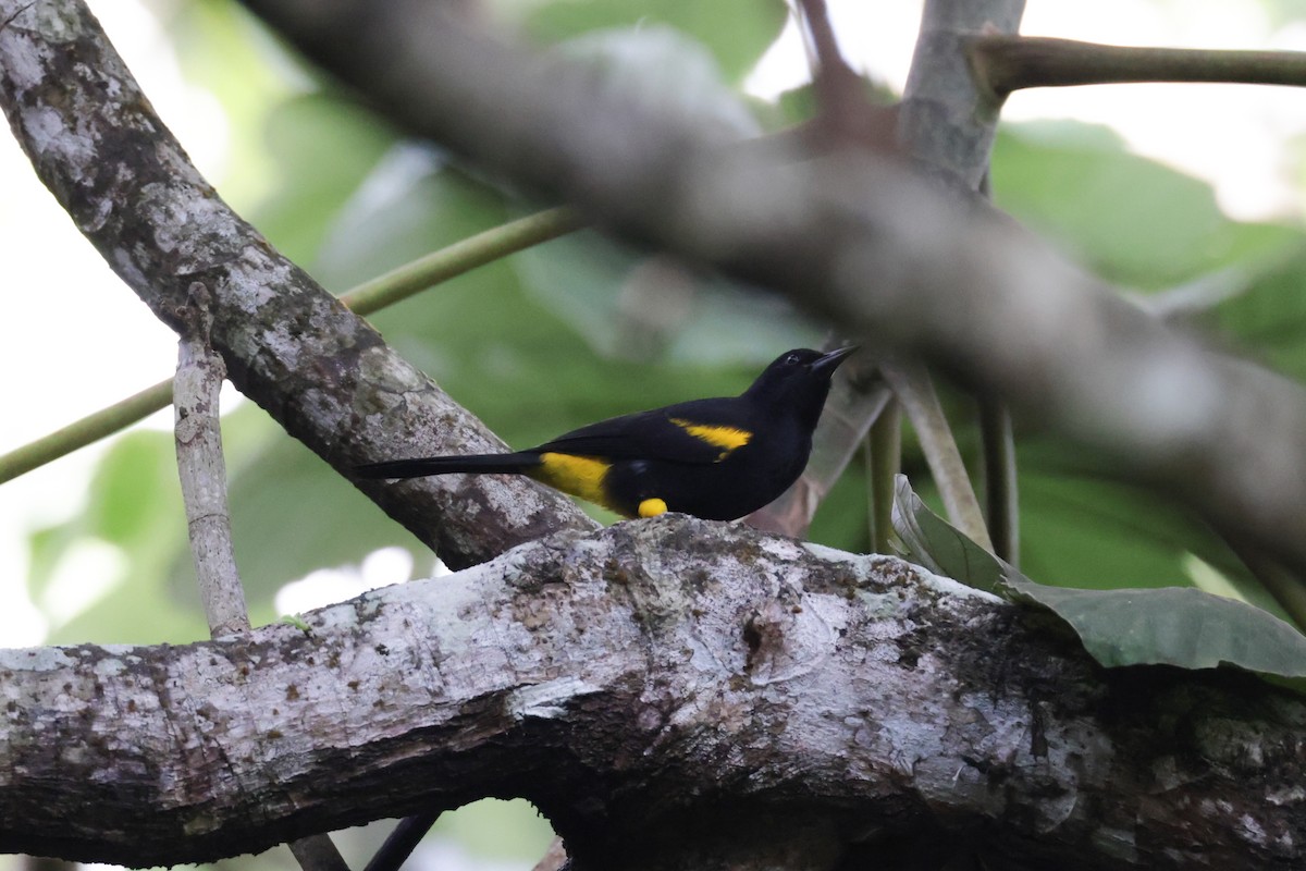 Puerto Rican Oriole - ML645686615