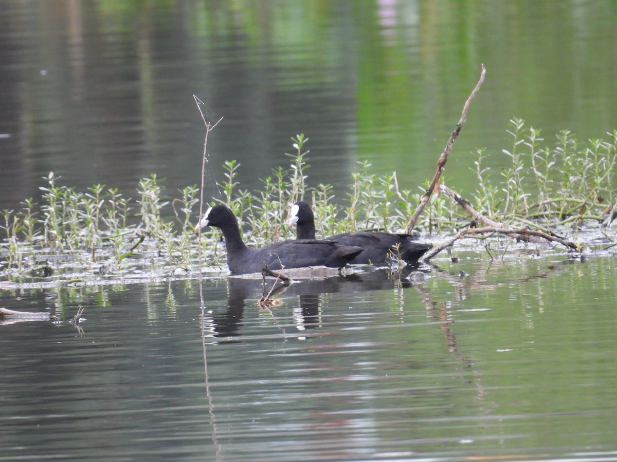 Eurasian Coot - ML645686616
