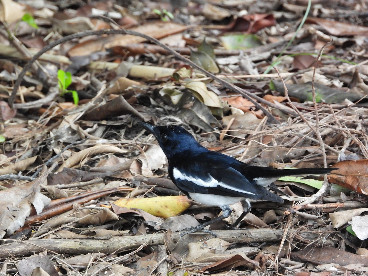 Oriental Magpie-Robin - ML645686617