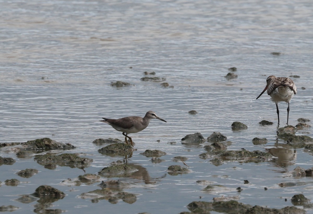 Playero Siberiano - ML645686618