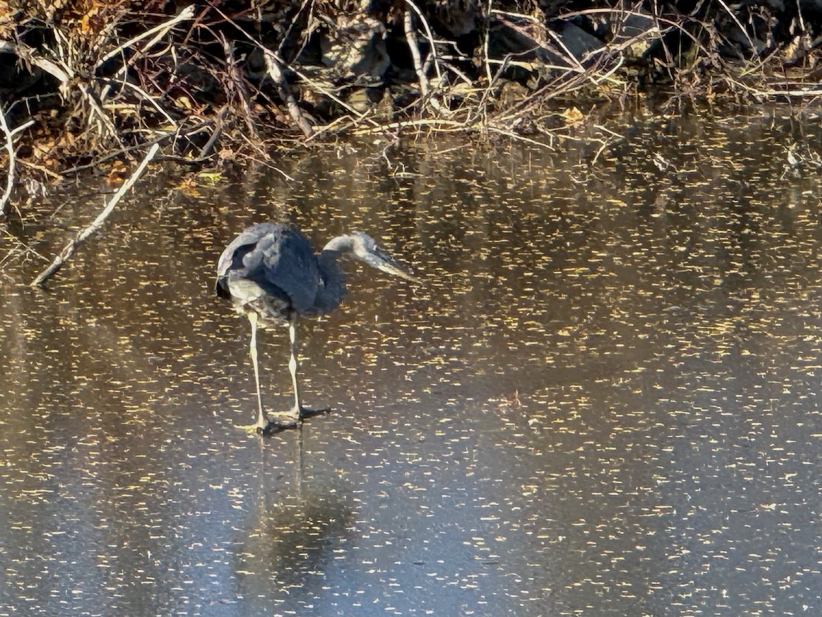 Koartza hauskara amerikarra - ML645686626