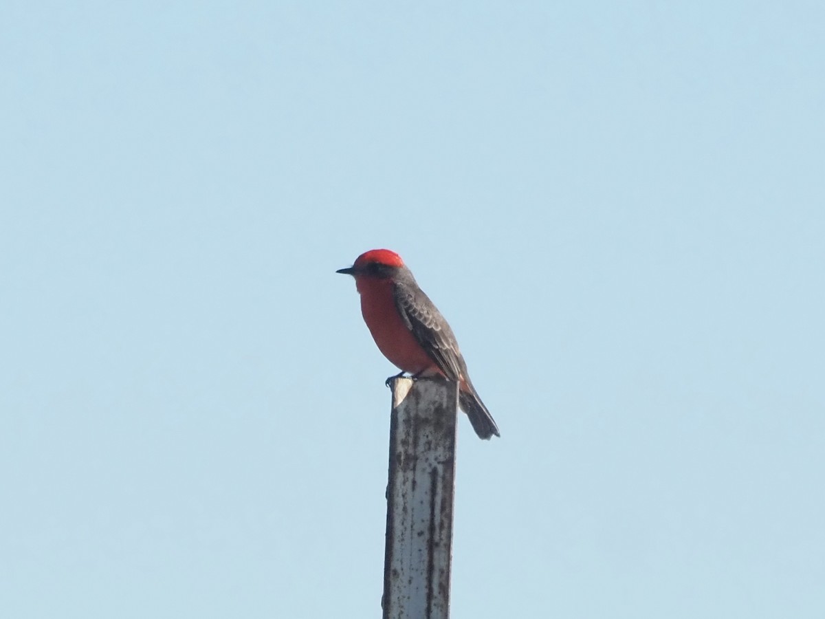 Vermilion Flycatcher - ML645686627