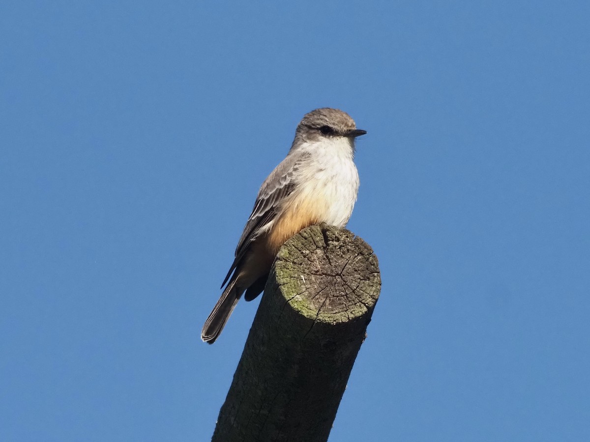 Vermilion Flycatcher - ML645686628