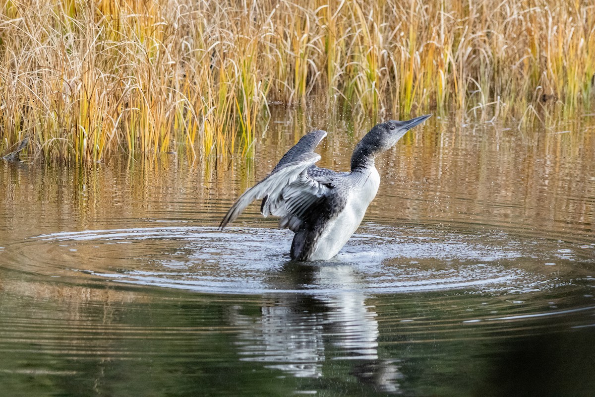 potáplice lední - ML645686641