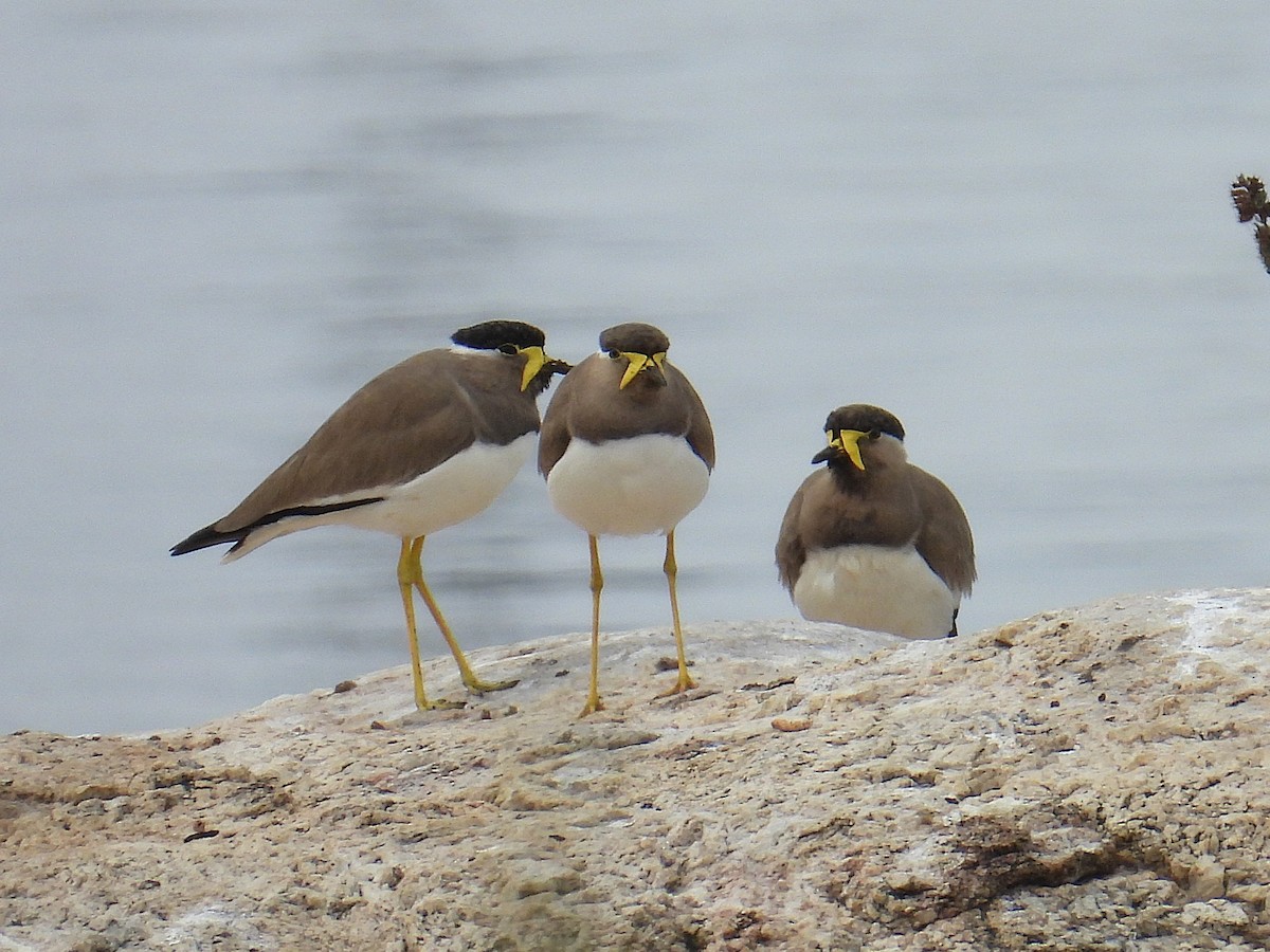 Yellow-wattled Lapwing - ML645686649