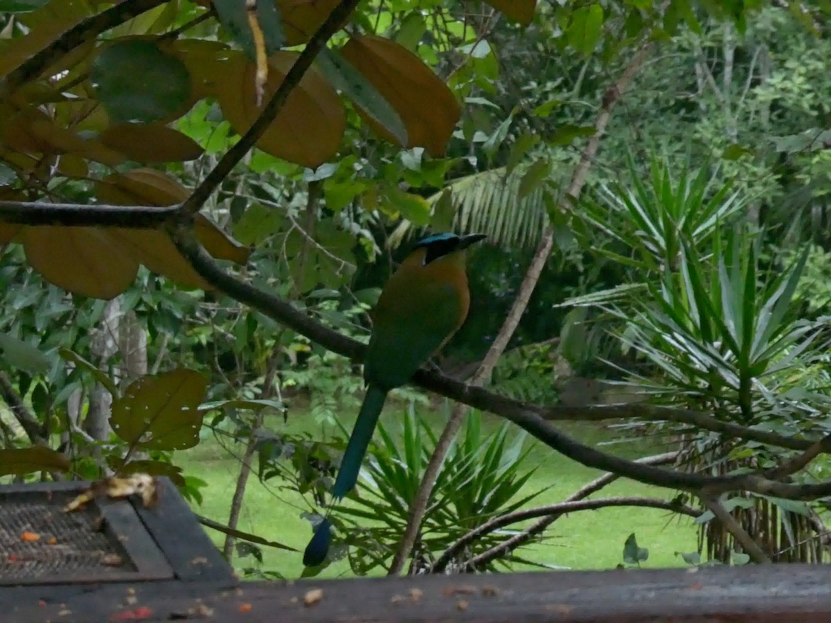 Lesson's Motmot - ML645686651