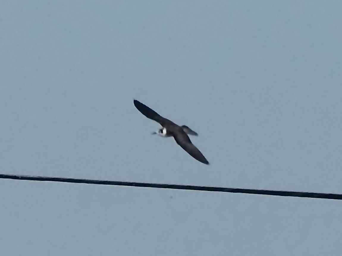 Black Tern - ML645686652