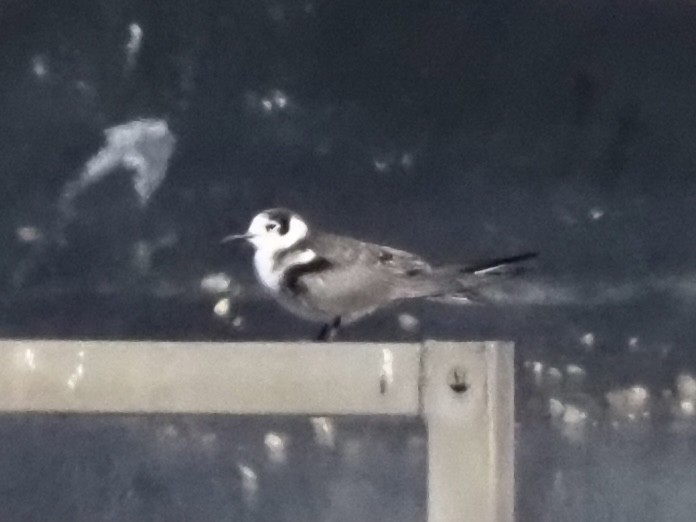 Black Tern - ML645686653