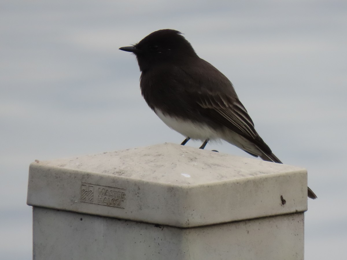 Black Phoebe - ML645686666