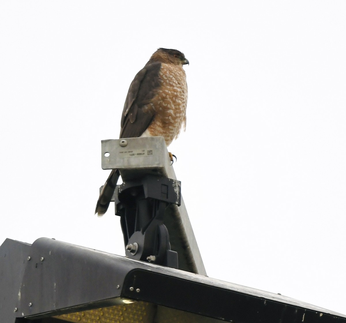 Cooper's Hawk - ML645686667
