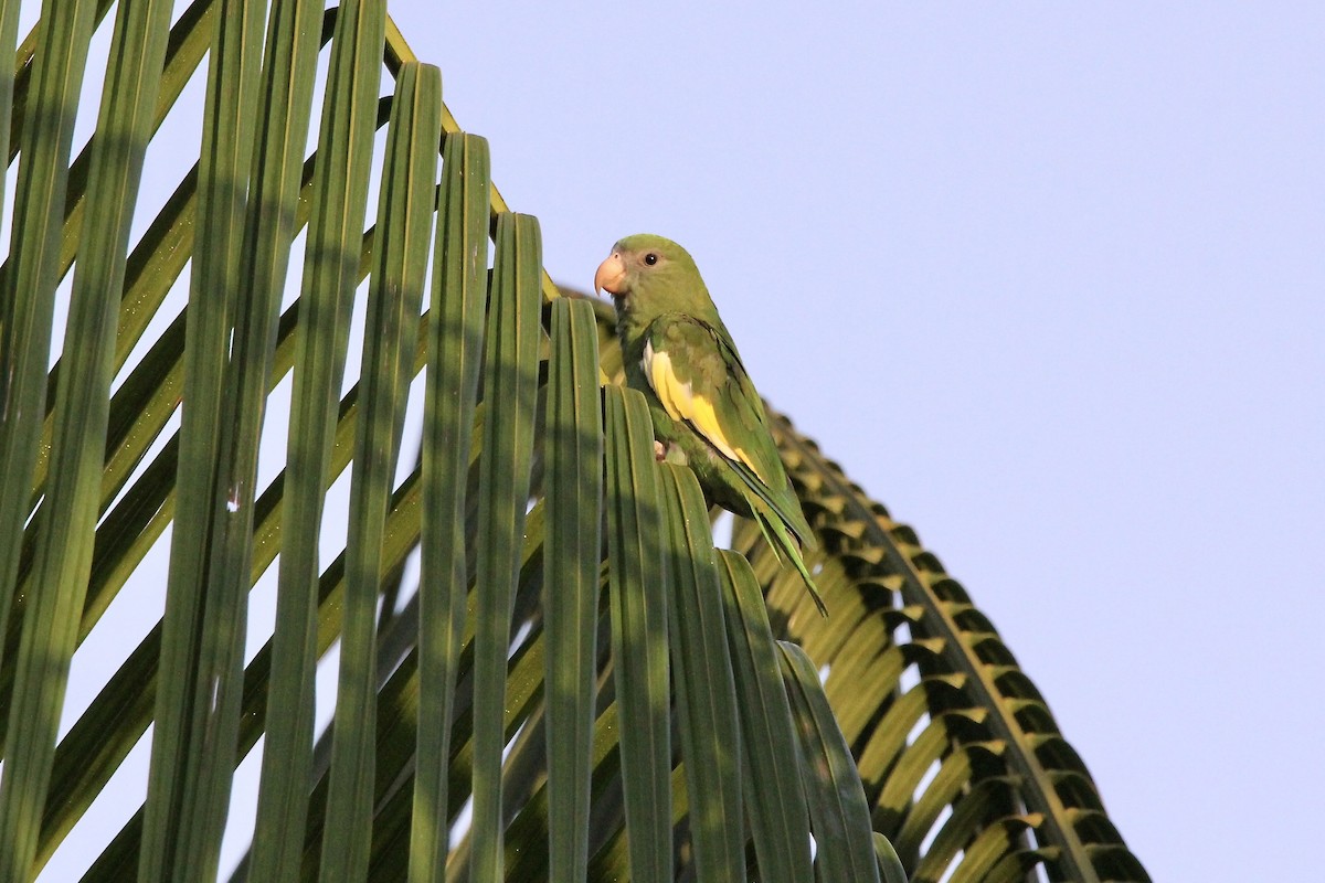 White-winged Parakeet - ML645686672