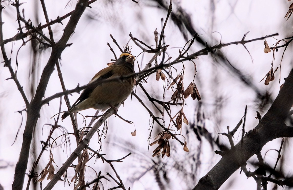 Evening Grosbeak - ML645686686
