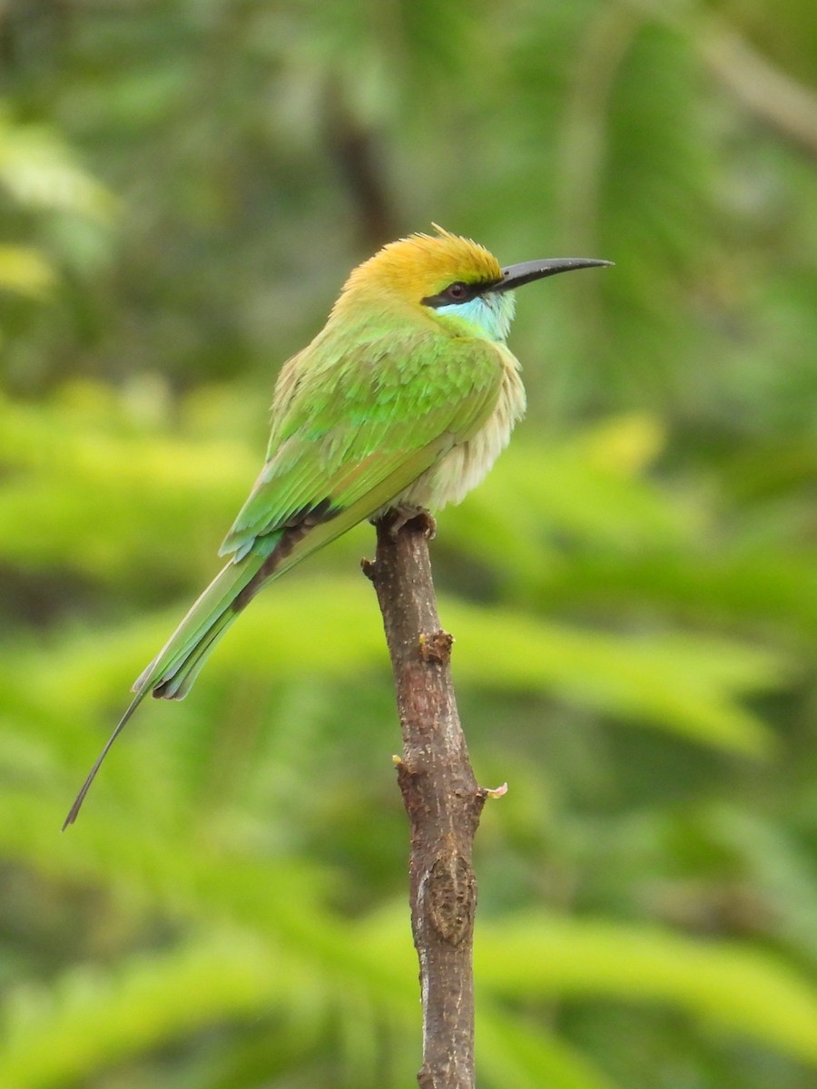 Asian Green Bee-eater - ML645686690