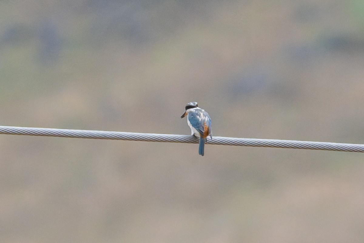 Rotbürzelliest - ML645686701