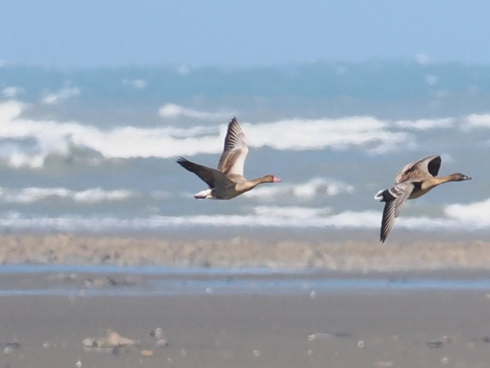 Graylag Goose - ML645686702