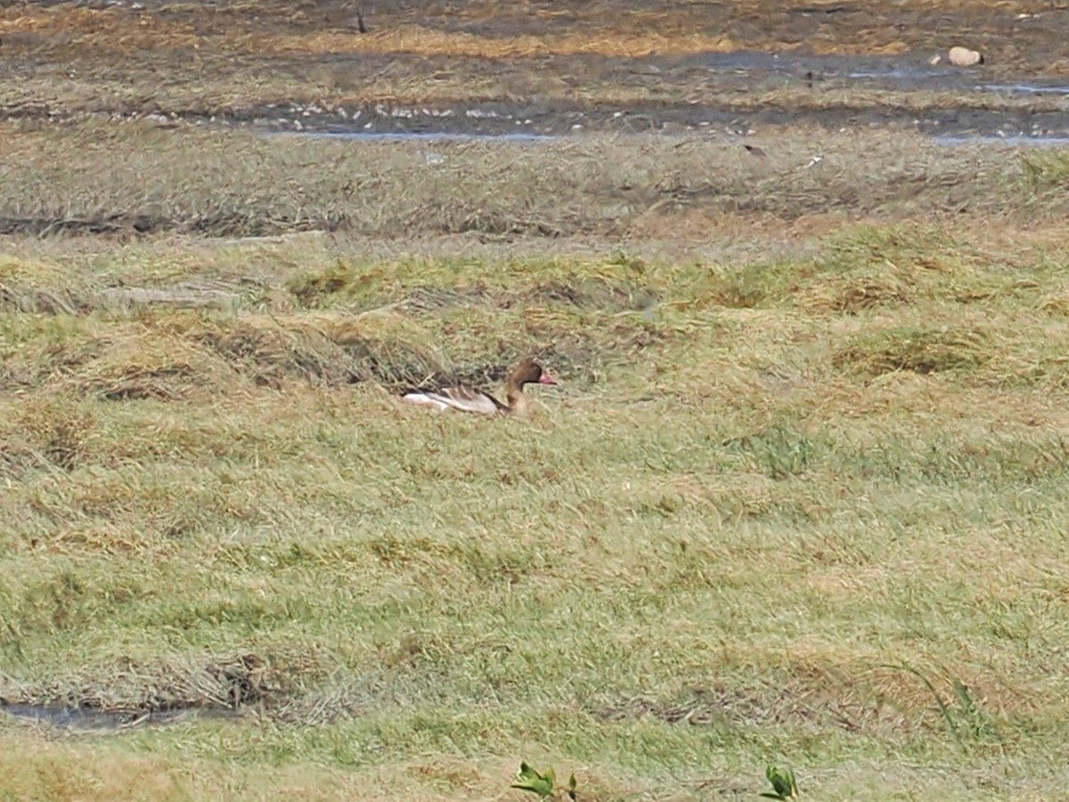 Graylag Goose - ML645686703