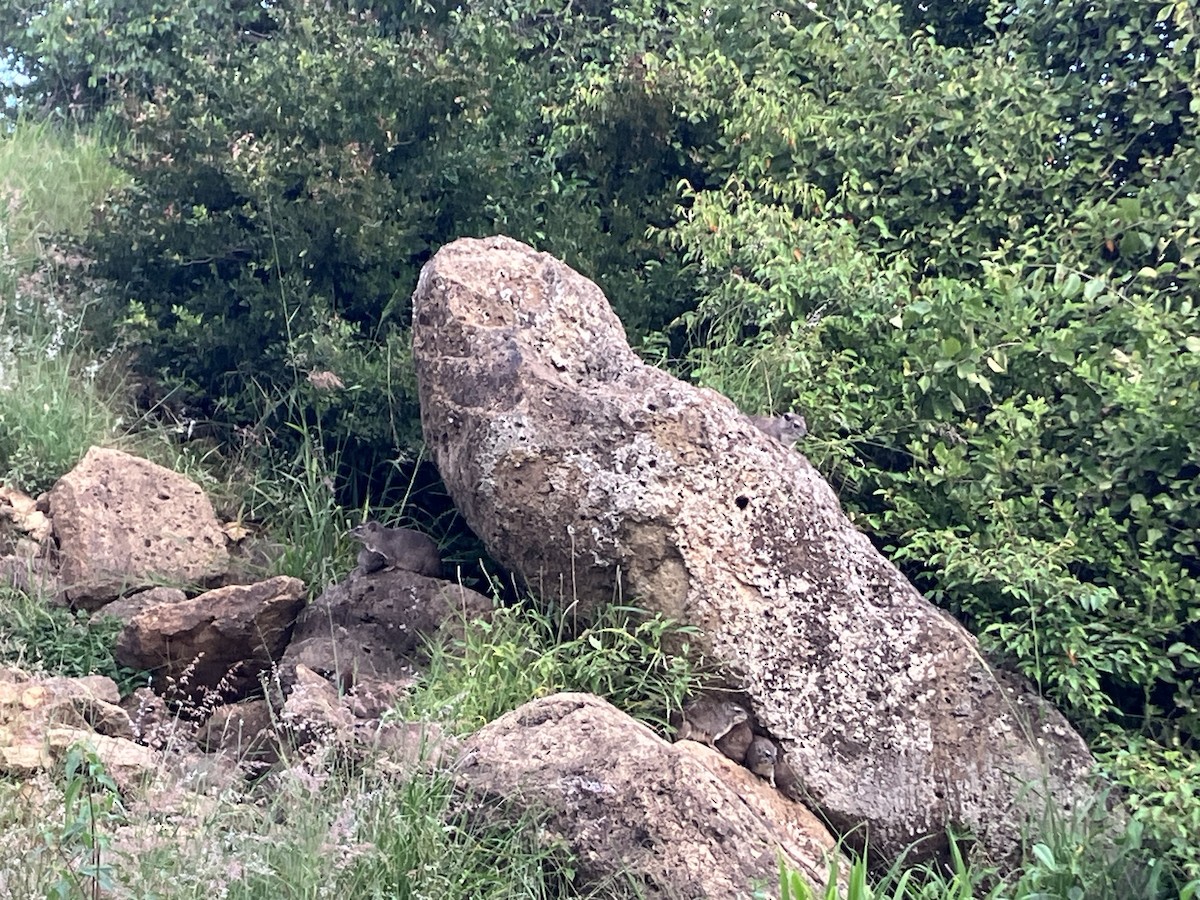 Animals - ML645686708