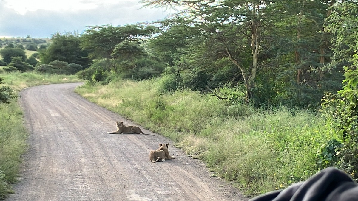 Animals - ML645686709