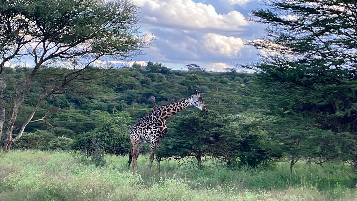 Animals - ML645686710