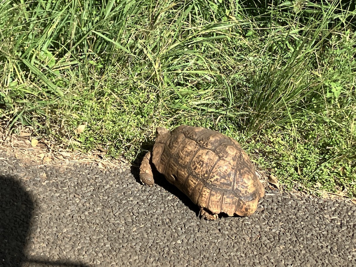 Animals - ML645686711