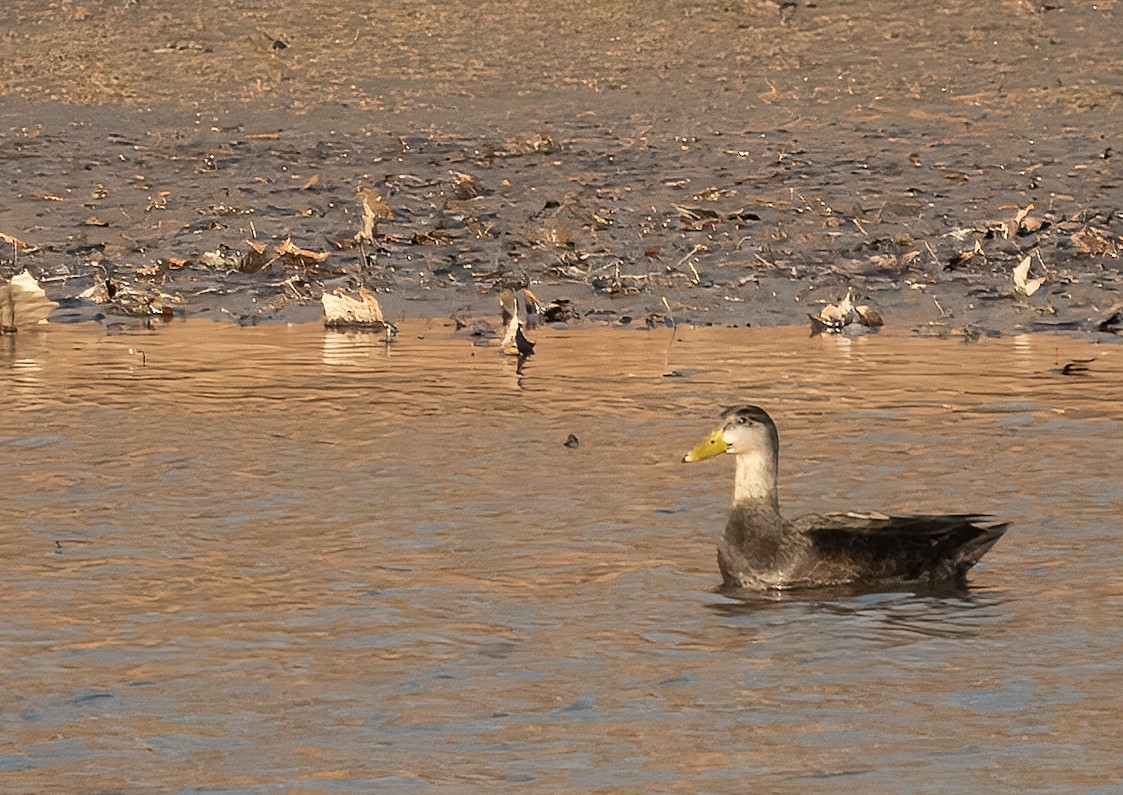 Ahate iluna - ML645686727