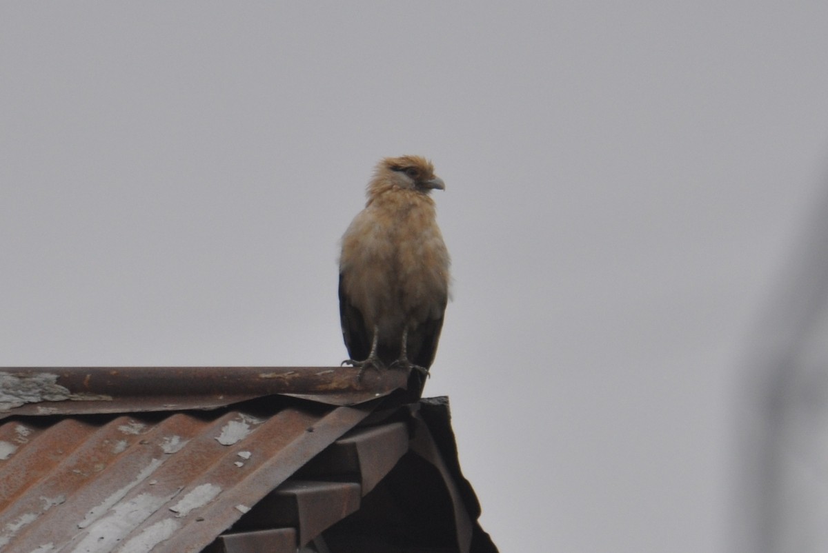 Yellow-headed Caracara - ML645686732