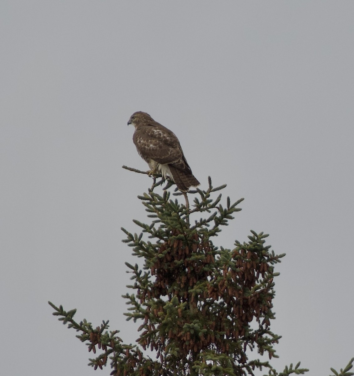 Zapelatz buztangorria - ML645686738