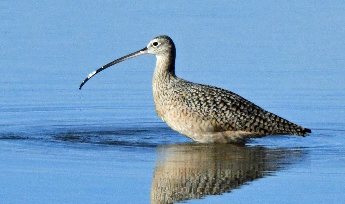 Long-billed Curlew - ML645686743
