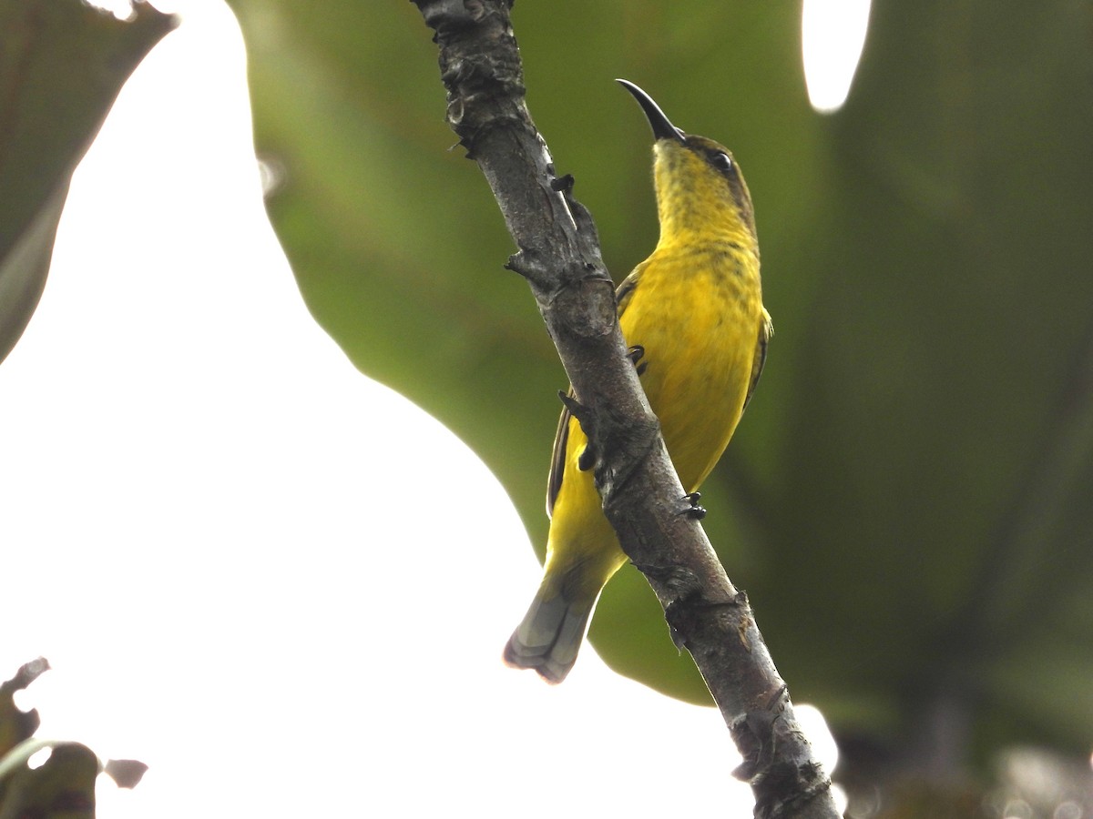 Ornate Sunbird - ML645686748