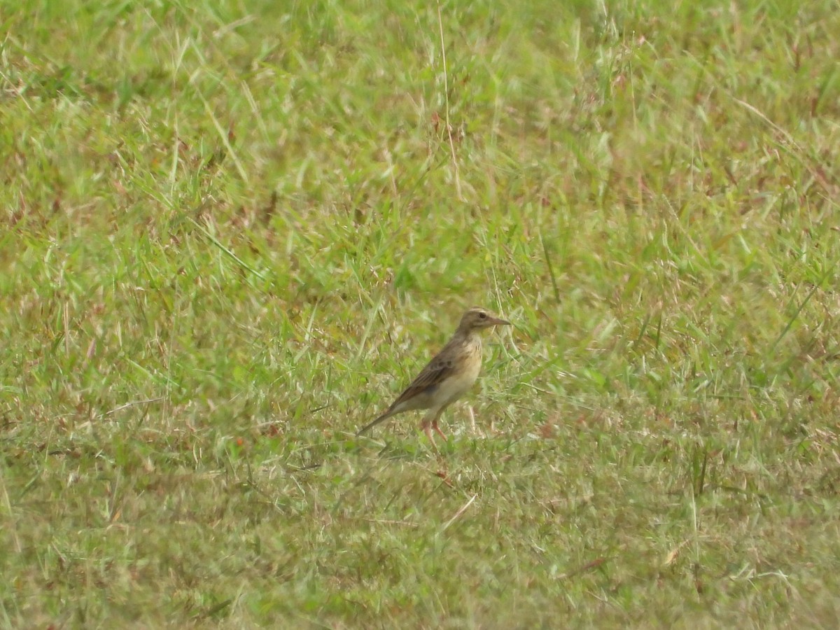 Paddyfield Pipit - ML645686751