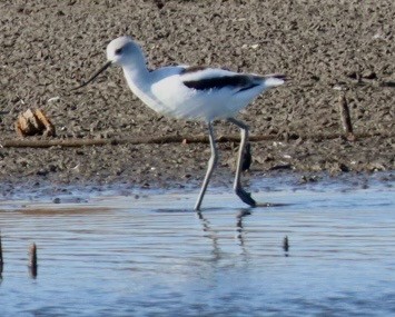 American Avocet - ML645686753