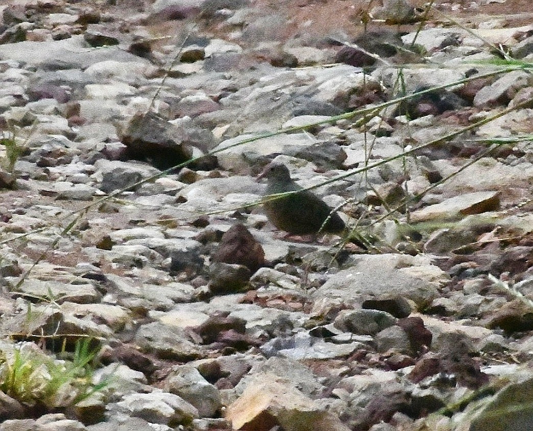 スズメバト - ML645686756