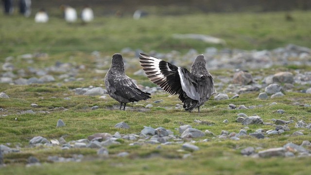 Brown Skua (Subantarctic) - ML645686765