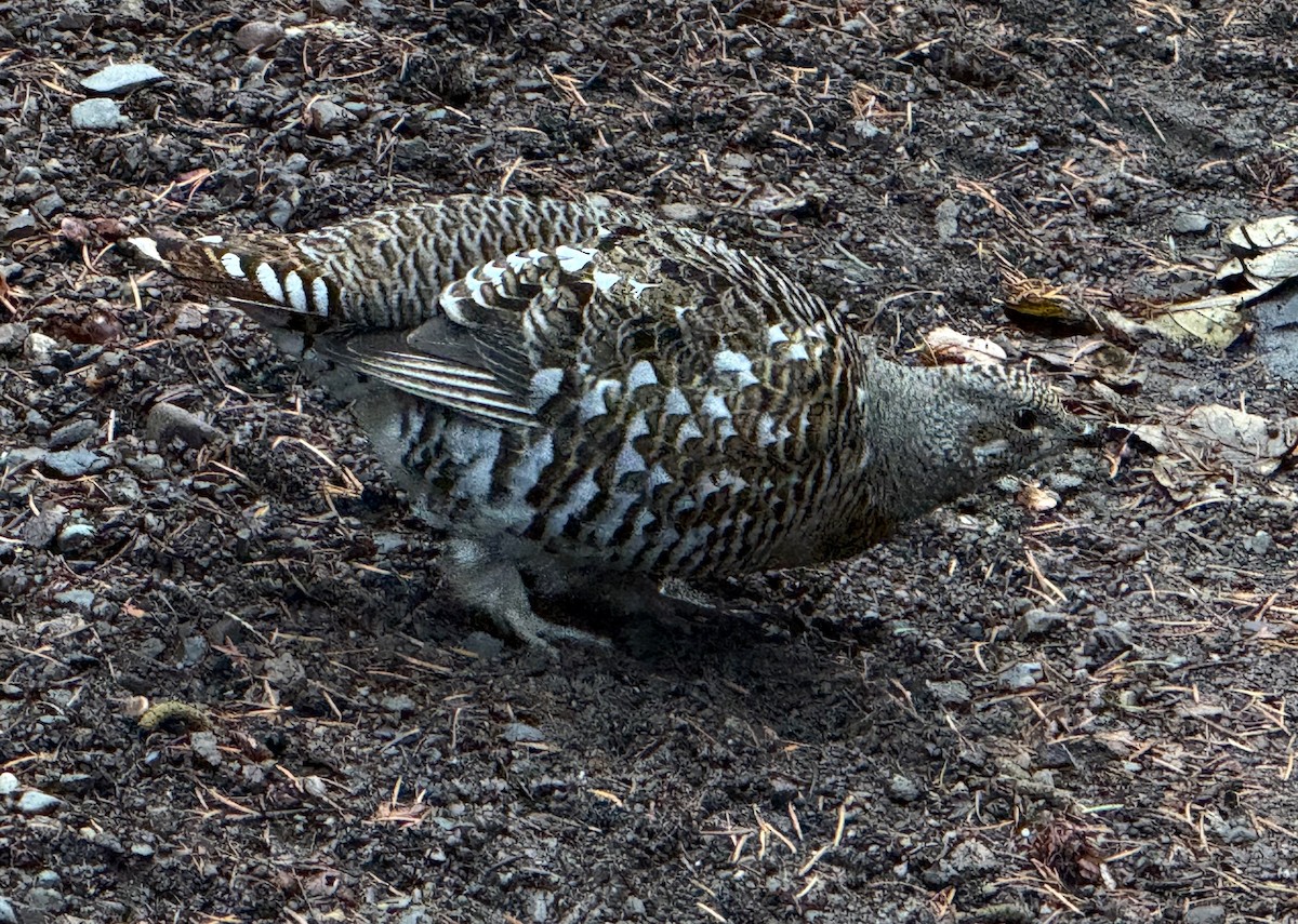Spruce Grouse - ML645686766