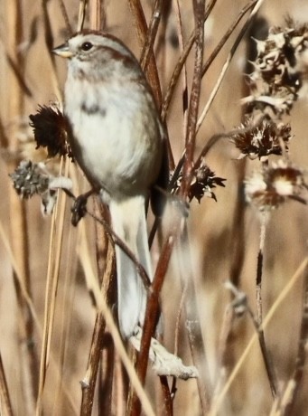 American Tree Sparrow - ML645686768