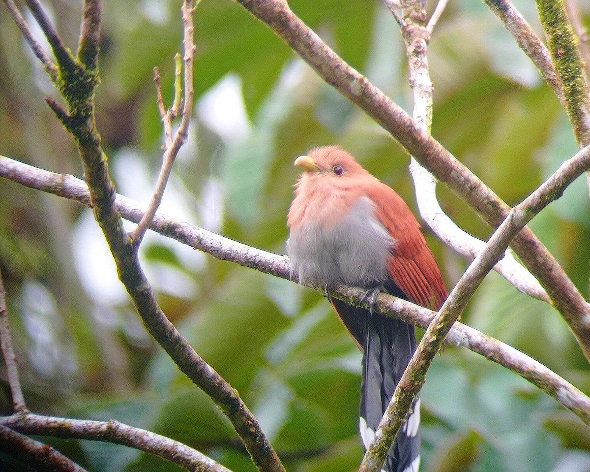Common Squirrel-Cuckoo - ML645686771