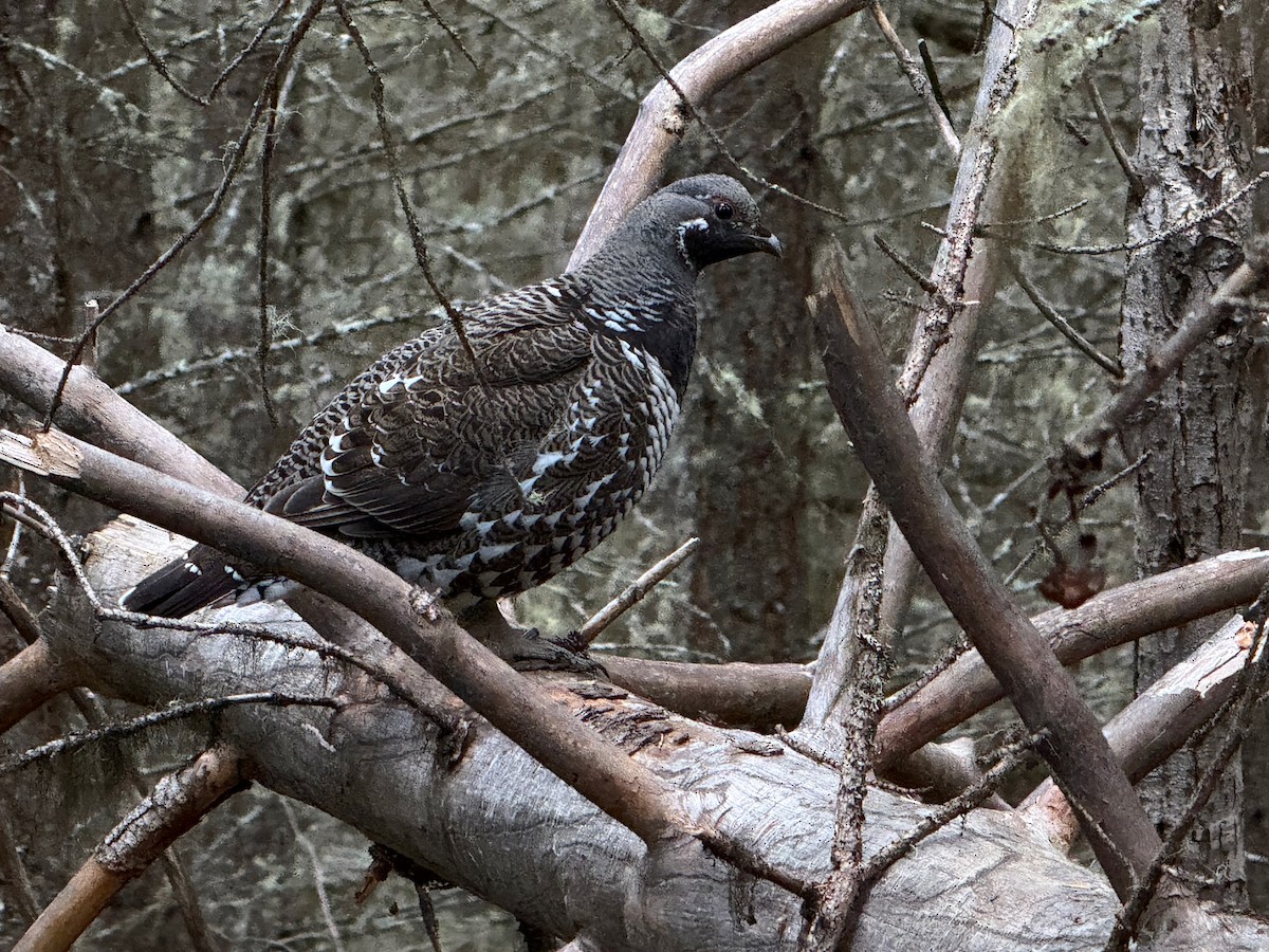 Spruce Grouse - ML645686772