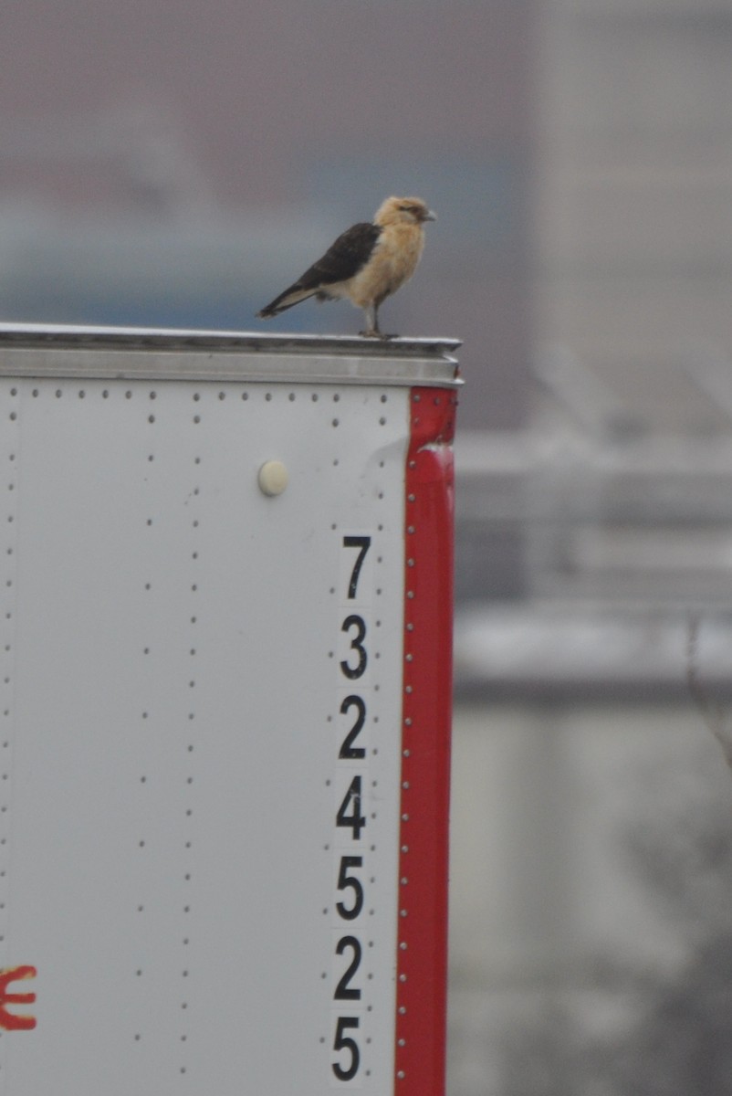 Yellow-headed Caracara - ML645686781
