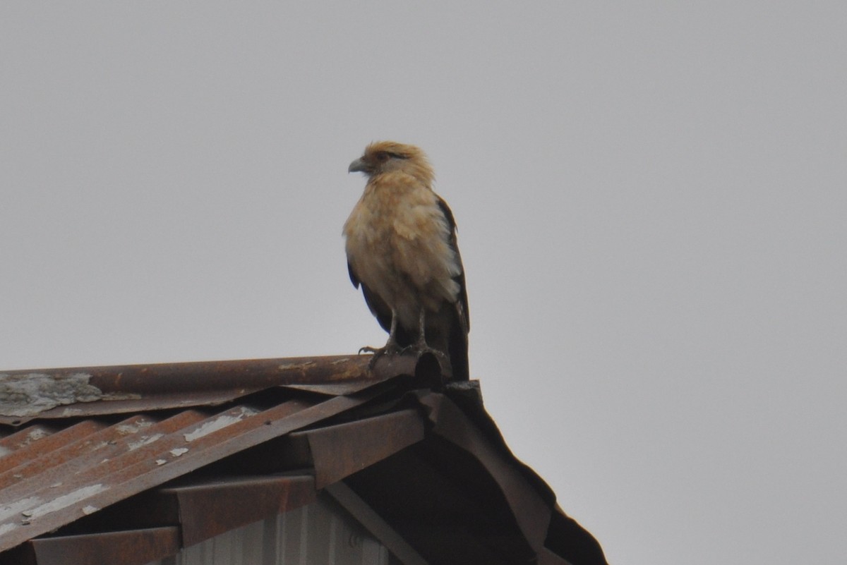 Yellow-headed Caracara - ML645686782