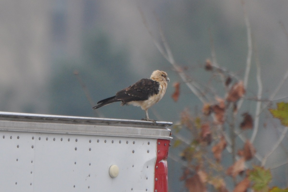 Yellow-headed Caracara - ML645686783