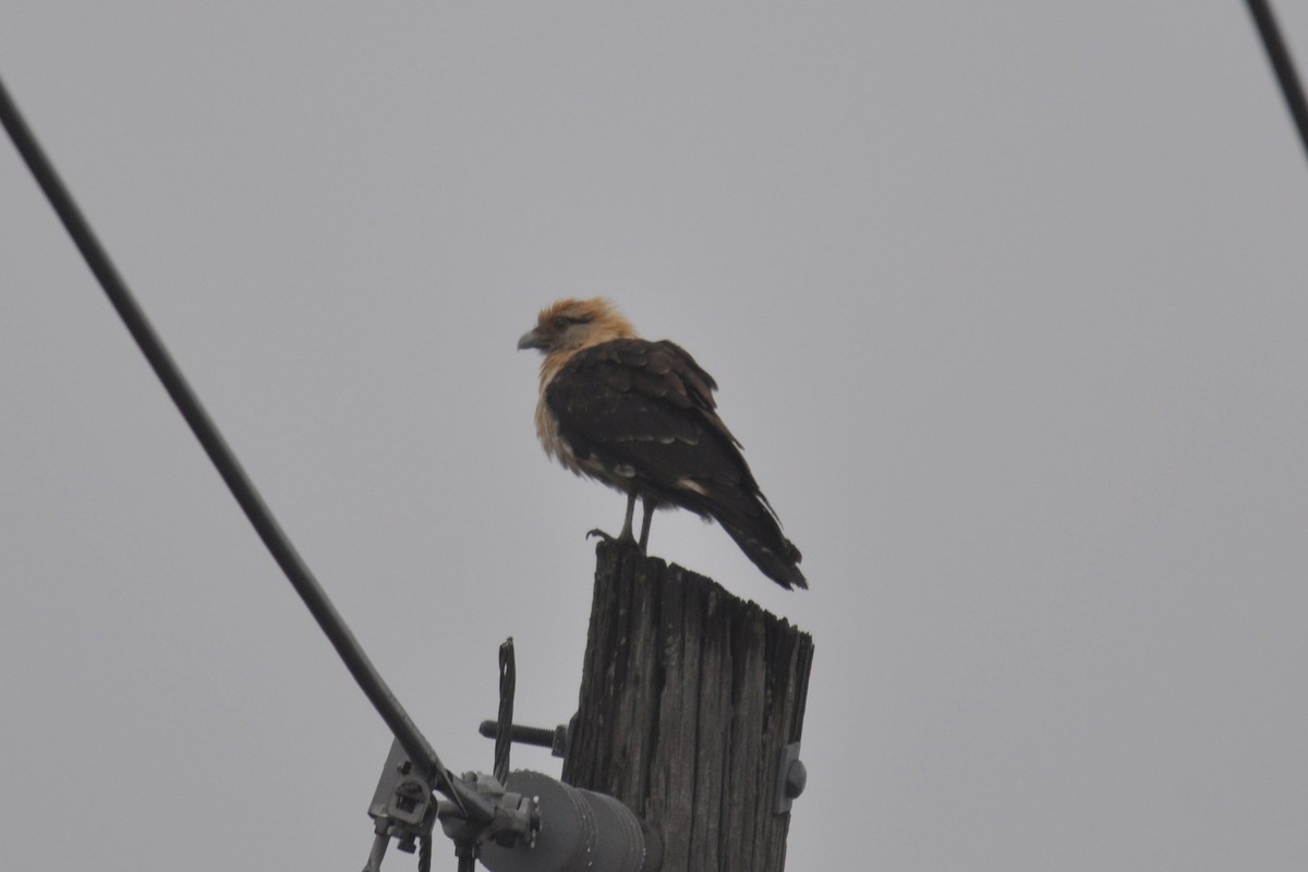 Yellow-headed Caracara - ML645686784