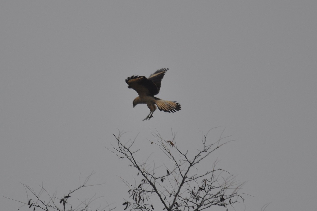 Yellow-headed Caracara - ML645686785