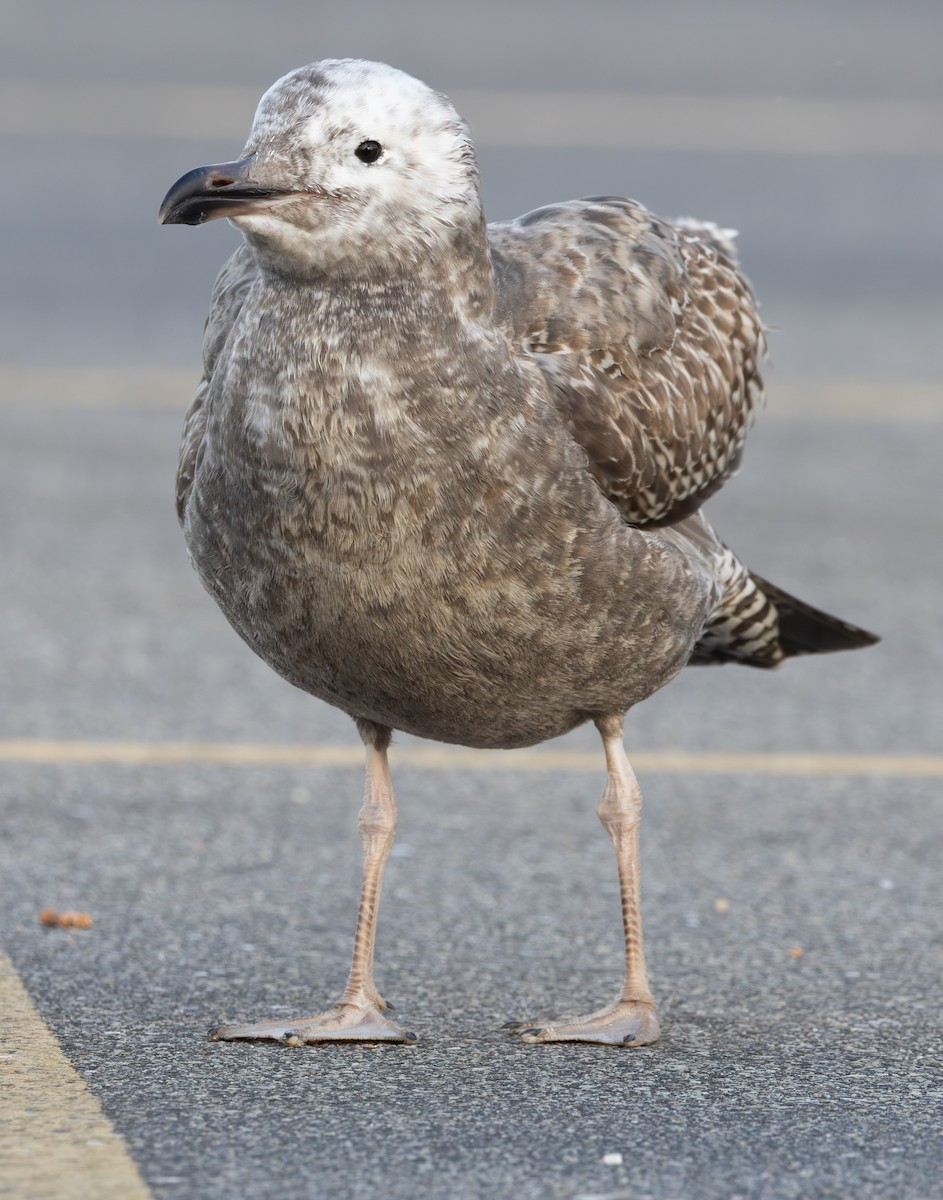 Kaio hauskara amerikarra - ML645686791