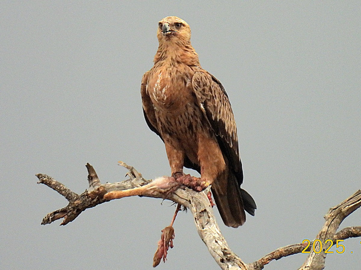 Tawny Eagle - ML645686794
