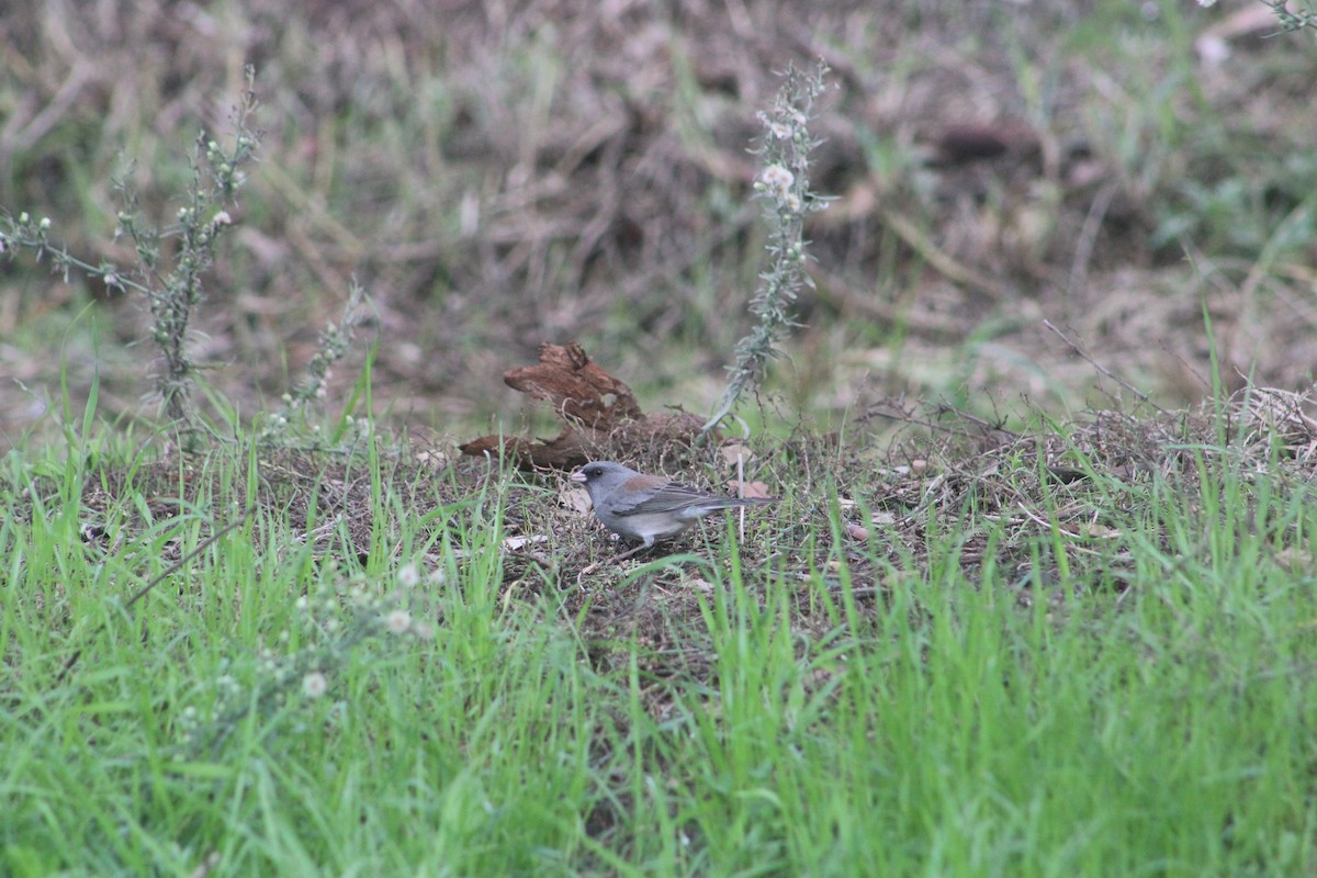 Winterammer (caniceps) - ML645686796